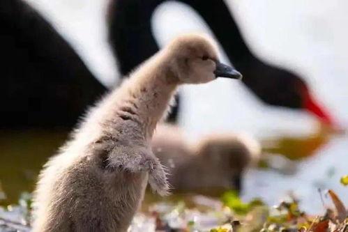 网红大鹅 黑暗爆料在线观看免费高清,黑暗爆料背后的高清真相