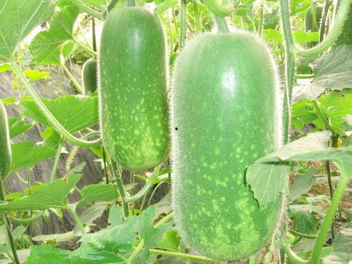 91黑科网吃瓜在线 网红大瓜在哪找,揭秘网红大瓜聚集地